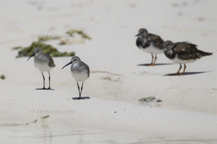 Sichelstrandläufer Sichelstrandläufer
