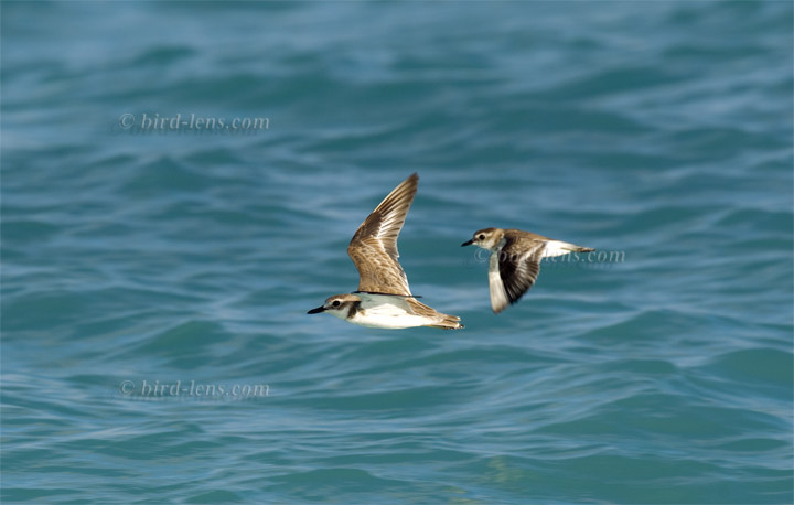 Wüstenregenpfeifer Wüstenregenpfeifer