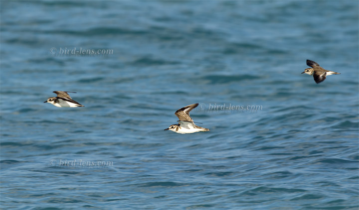 Wüstenregenpfeifer Wüstenregenpfeifer