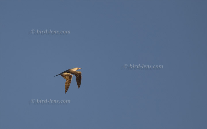 Rotfußtölpel Rotfußtölpel