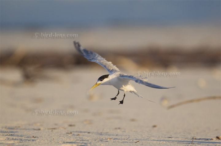 Great Crested-Tern