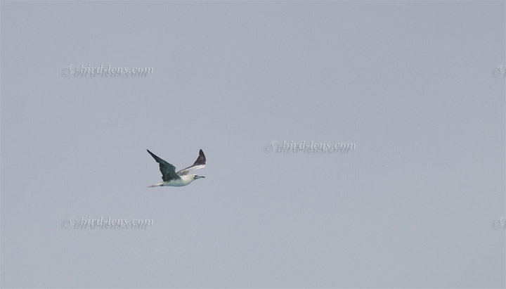 Rotfußtölpel Rotfußtölpel