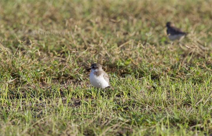Mongolenregenpfeifer Mongolenregenpfeifer