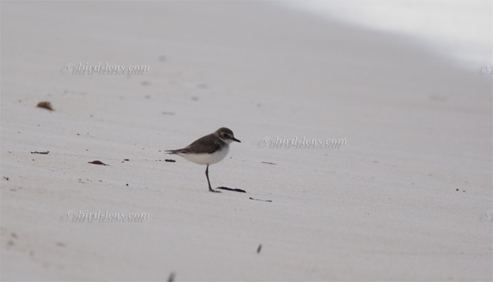 Mongolenregenpfeifer Mongolenregenpfeifer