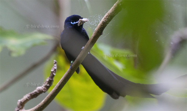 Seychellenparadiesschnäpper