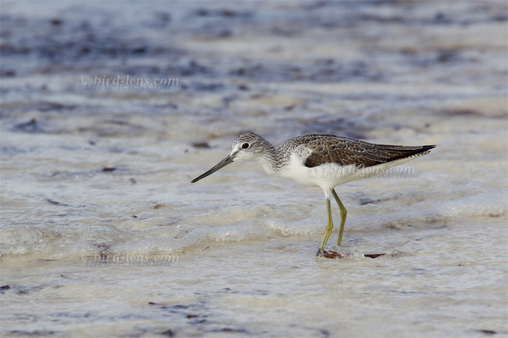 Grünschenkel Grünschenkel