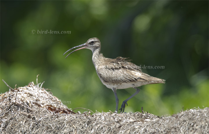 Regenbrachvogel Regenbrachvogel