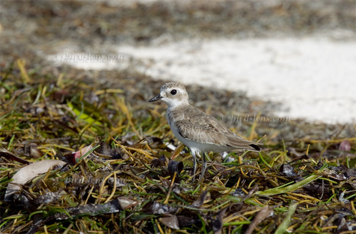 Greater Sand Plover Greater Sand Plover