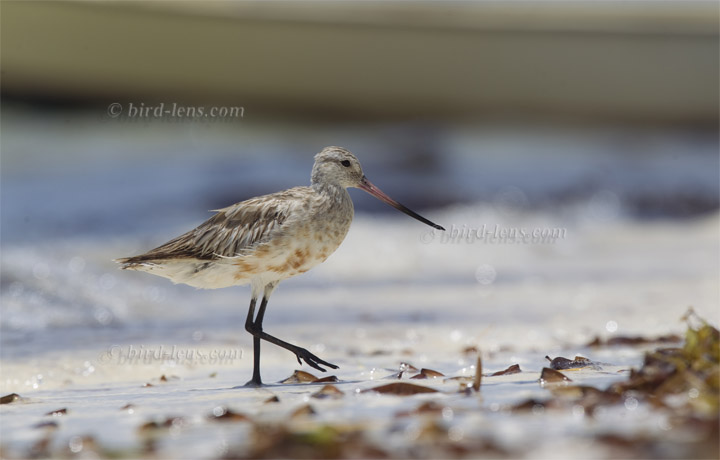 Pfuhlschnepfe Pfuhlschnepfe