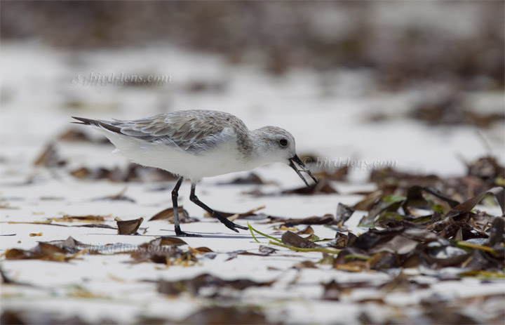 Sanderling