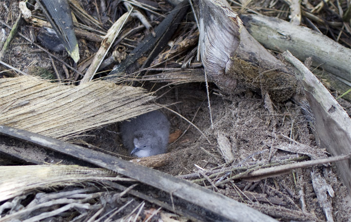 Audubonsturmtaucher Audubonsturmtaucher