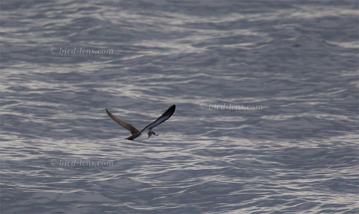 Audubonsturmtaucher Audubonsturmtaucher