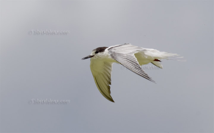 Flußseeschwalbe Flußseeschwalbe