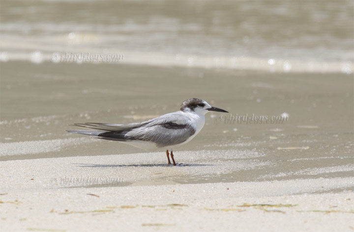 Flußseeschwalbe Flußseeschwalbe