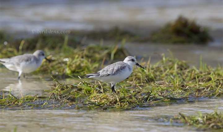 Sanderling Sanderling
