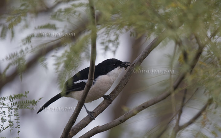 Boubouwürger Boubouwürger