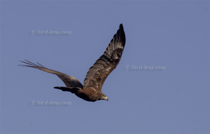 Black Kite Black Kite