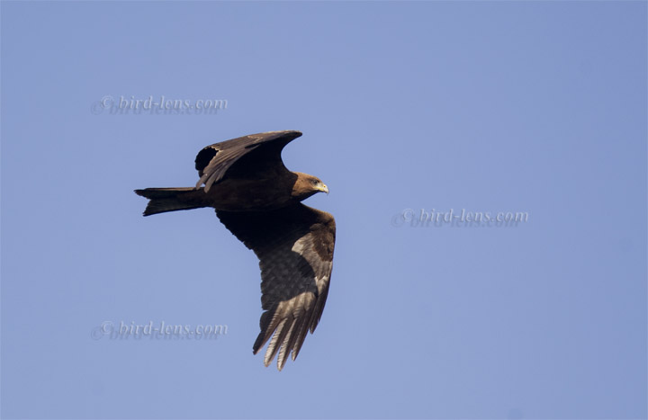 Black Kite Black Kite