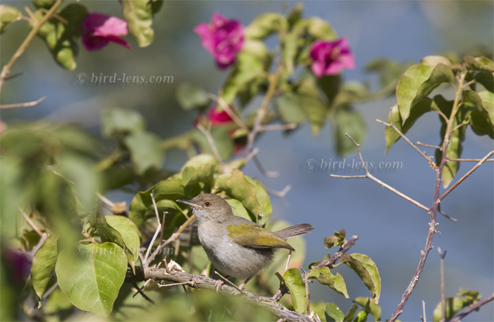 Blökgrasmücke Blökgrasmücke