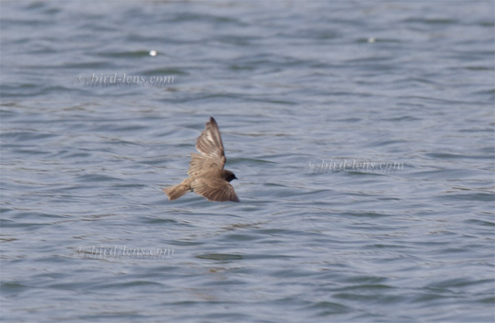 Braunkehl-Uferschwalbe Braunkehl-Uferschwalbe