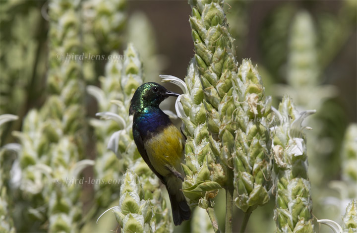 Gelbbauch-Nektarvogel Gelbbauch-Nektarvogel