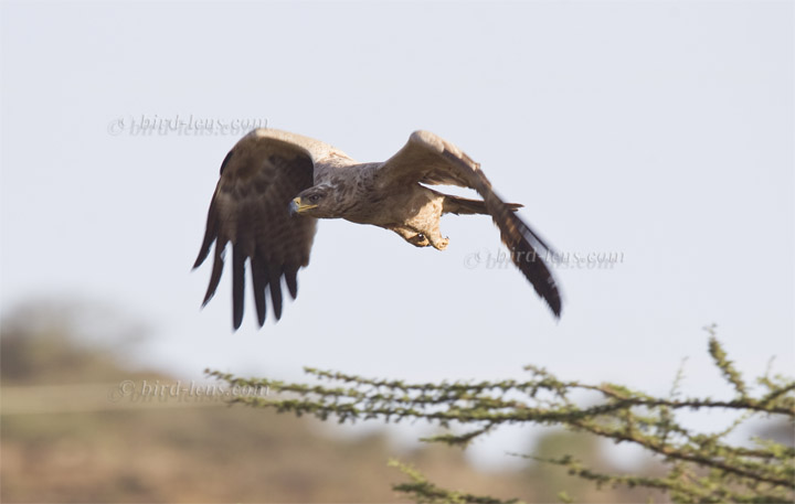 Raub (Savannen)-adler Raub (Savannen)-adler