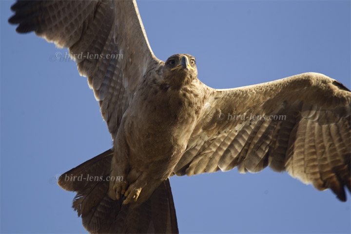 Raub (Savannen)-adler Raub (Savannen)-adler