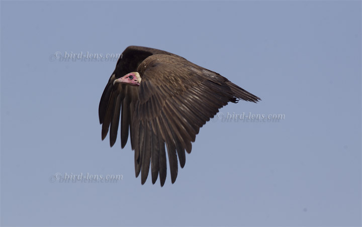 Kappengeier Kappengeier