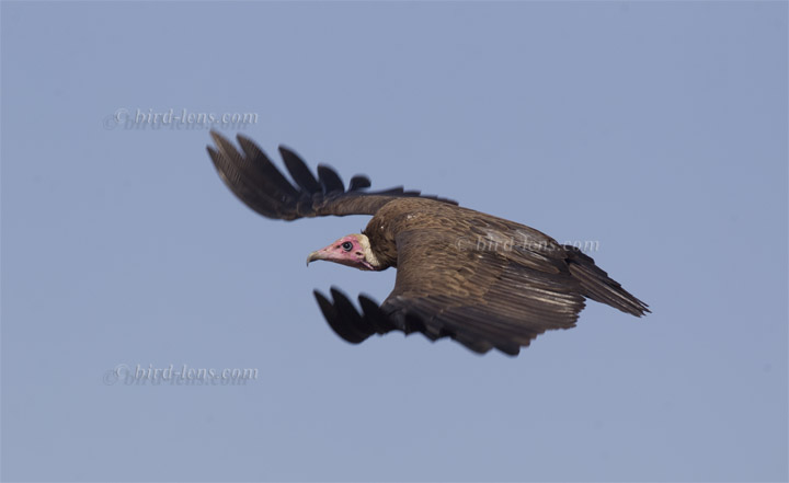 Kappengeier Kappengeier