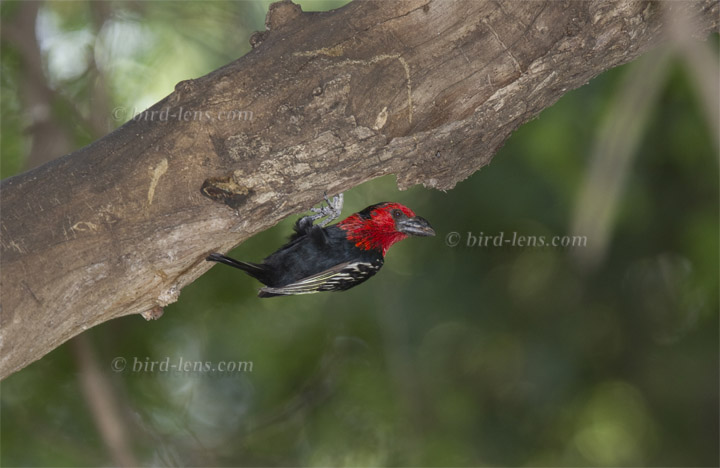 Black-billed Barbet Black-billed Barbet