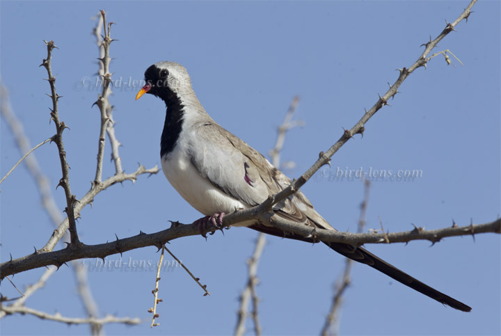 Kaptäubchen Kaptäubchen