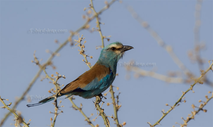 Abyssinian Roller