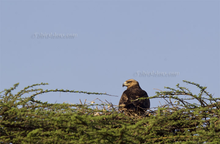 Raub (Savannen)-adler Raub (Savannen)-adler