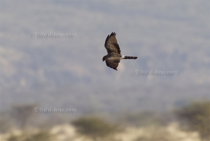 Steppenweihe Steppenweihe