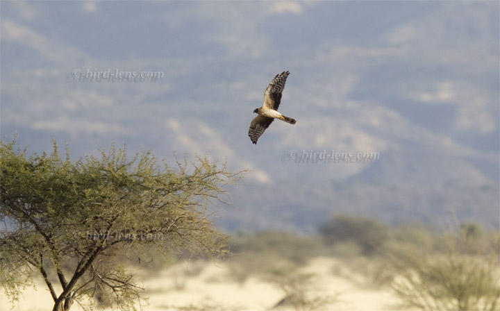 Steppenweihe Steppenweihe