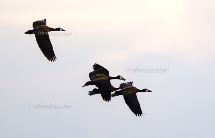 Witwenpfeifgans Witwenpfeifgans