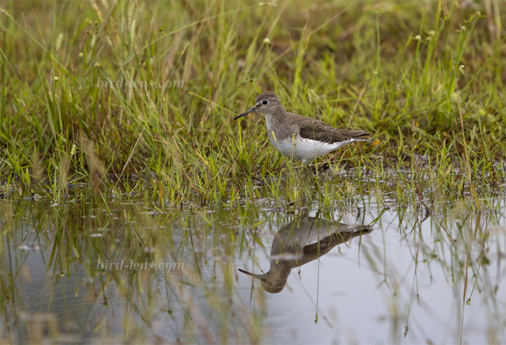 Einsiedelwasserläufer