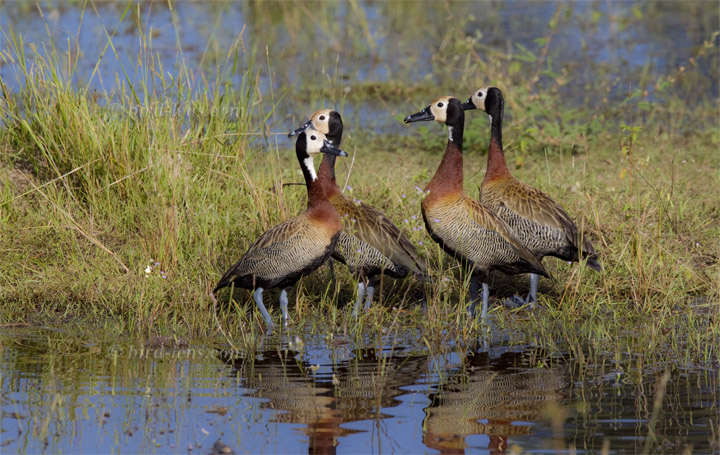 Witwenpfeifgans Witwenpfeifgans