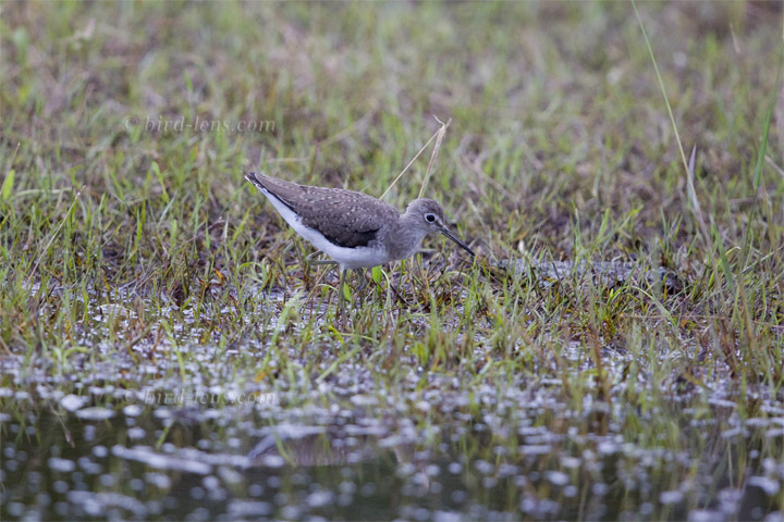 Einsiedelwasserläufer
