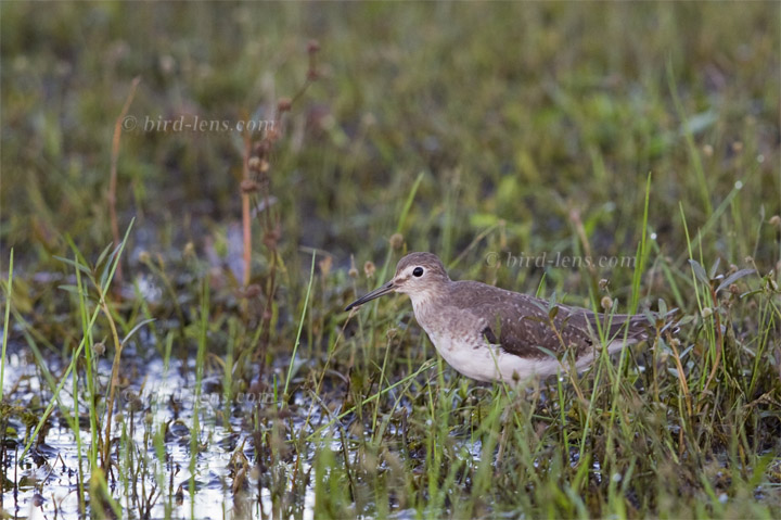 Einsiedelwasserläufer
