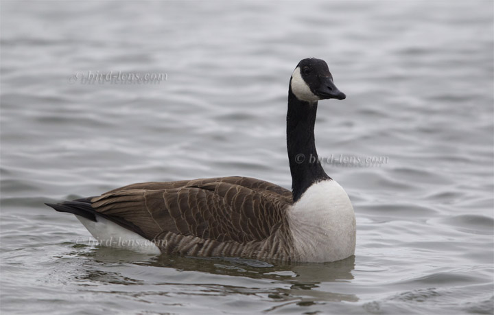 Canada Goose Canada Goose