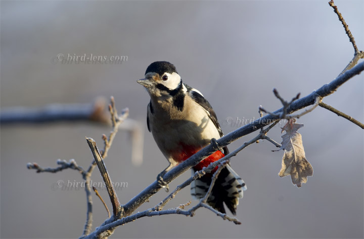 Buntspecht Buntspecht