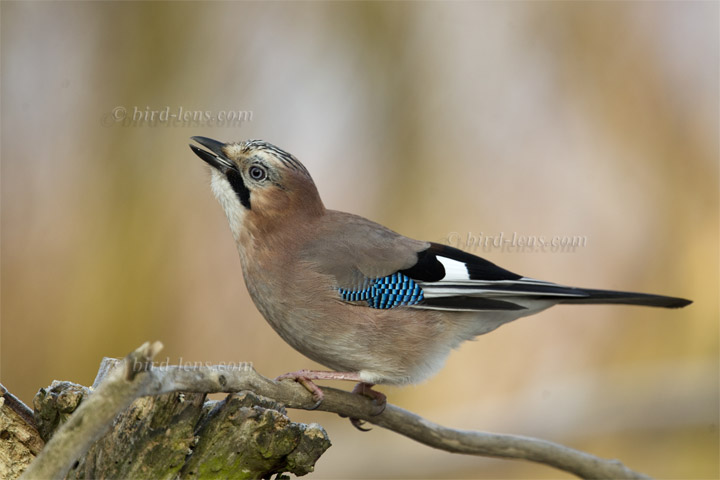 Eichelhäher Eichelhäher