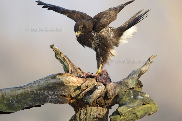 Mäusebussard Mäusebussard