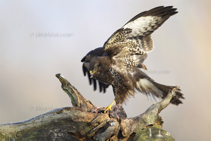Mäusebussard Mäusebussard