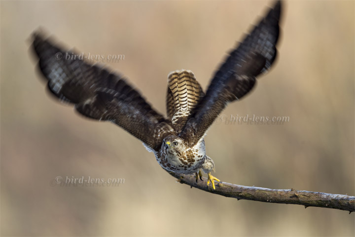 Mäusebussard Mäusebussard