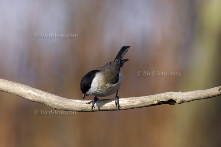 Sumpfmeise Sumpfmeise