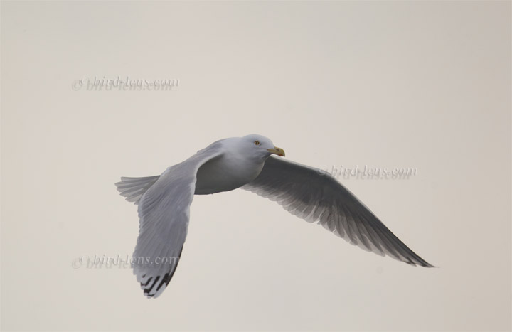 Silbermöwe Silbermöwe