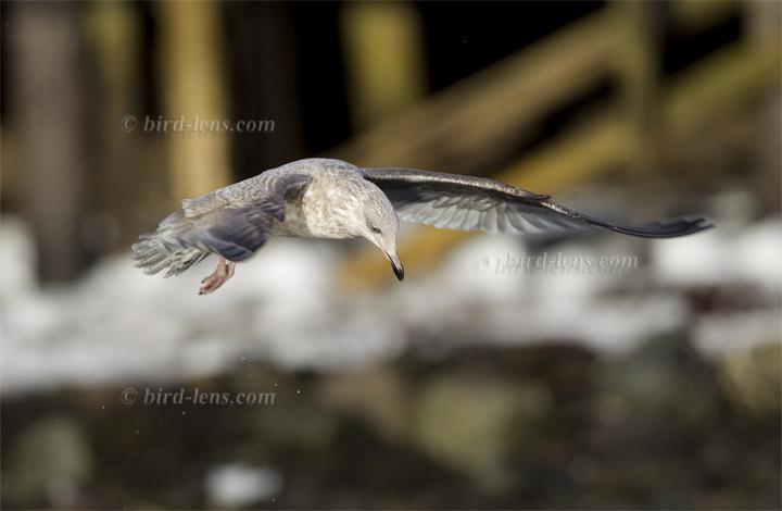 Silbermöwe Silbermöwe