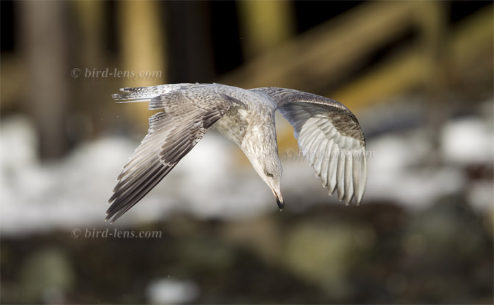 Silbermöwe Silbermöwe